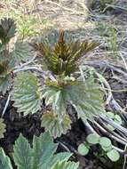 Image of Urtica dioica subsp. sondenii (Simmons) Hylander