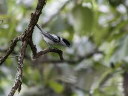 Image of Gray-collared Becard