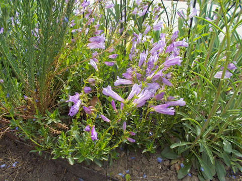 Image of Bush Penstemon