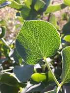 Image of Glaucosciadium cordifolium (Boiss.) Burtt & Davis