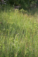 Image of fiddleleaf hawksbeard