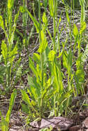 Image of fiddleleaf hawksbeard