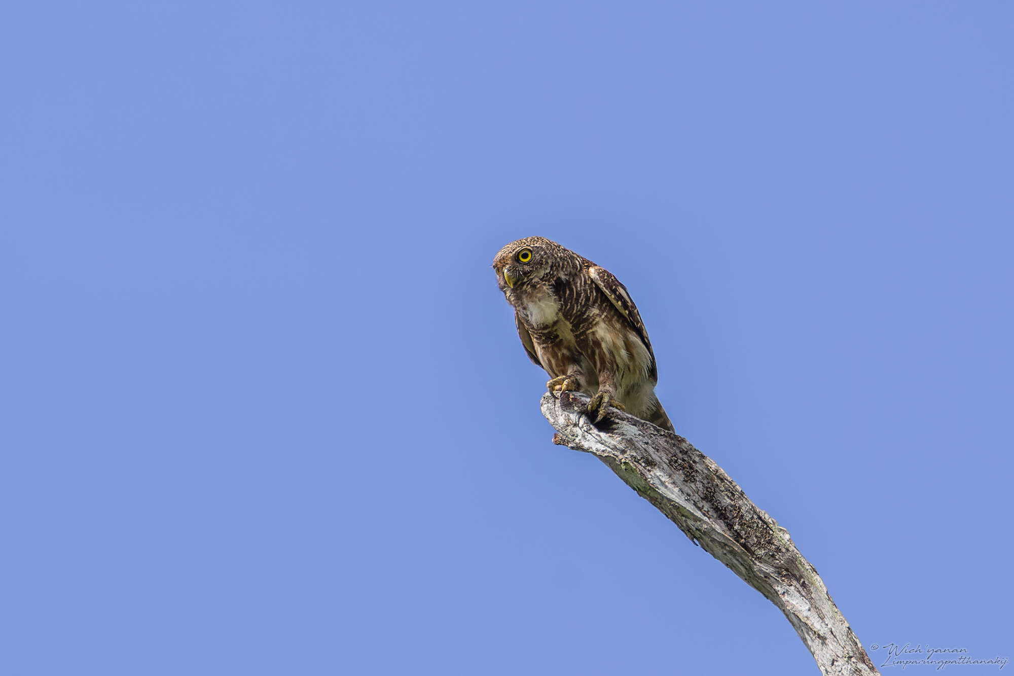 Image of Glaucidium cuculoides bruegeli (Parrot 1908)