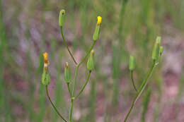 Image of fiddleleaf hawksbeard