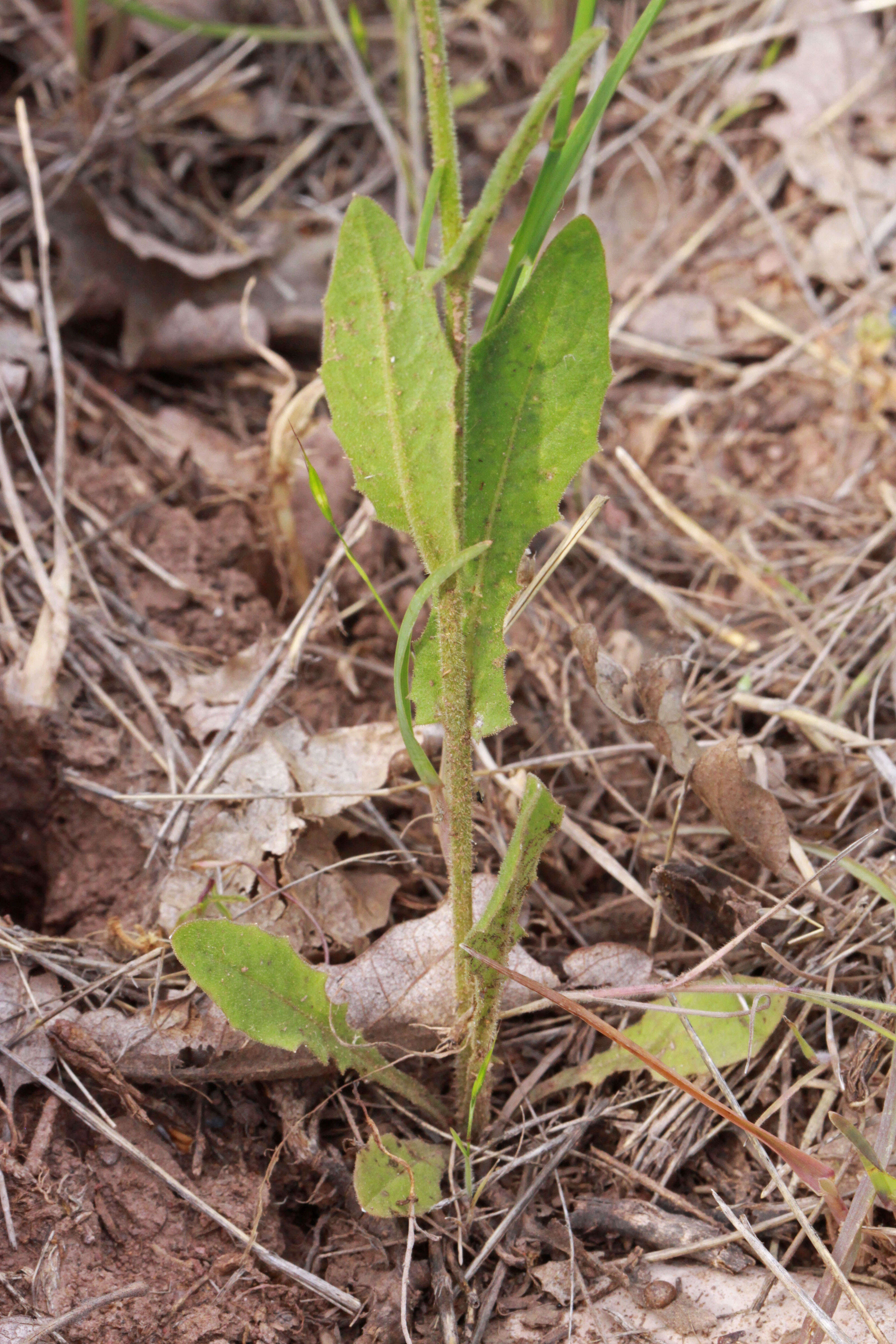 Image of fiddleleaf hawksbeard