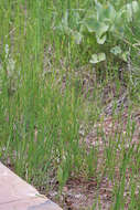 Image of fiddleleaf hawksbeard