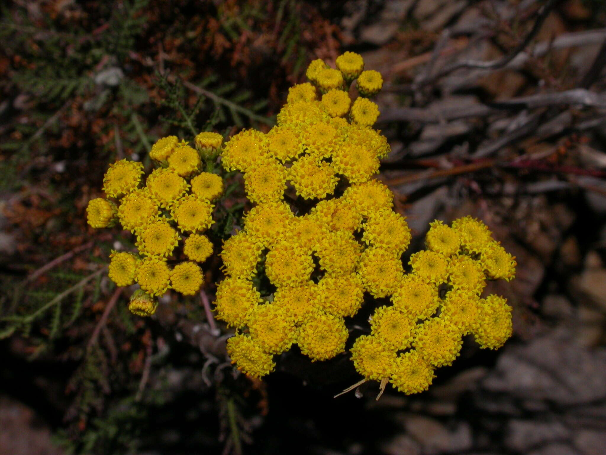 Plancia ëd Gonospermum fruticosum Less.