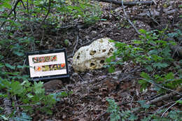 Image of Western giant puffball