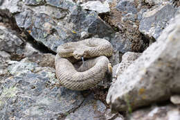 Image of Northern Pacific Rattlesnake