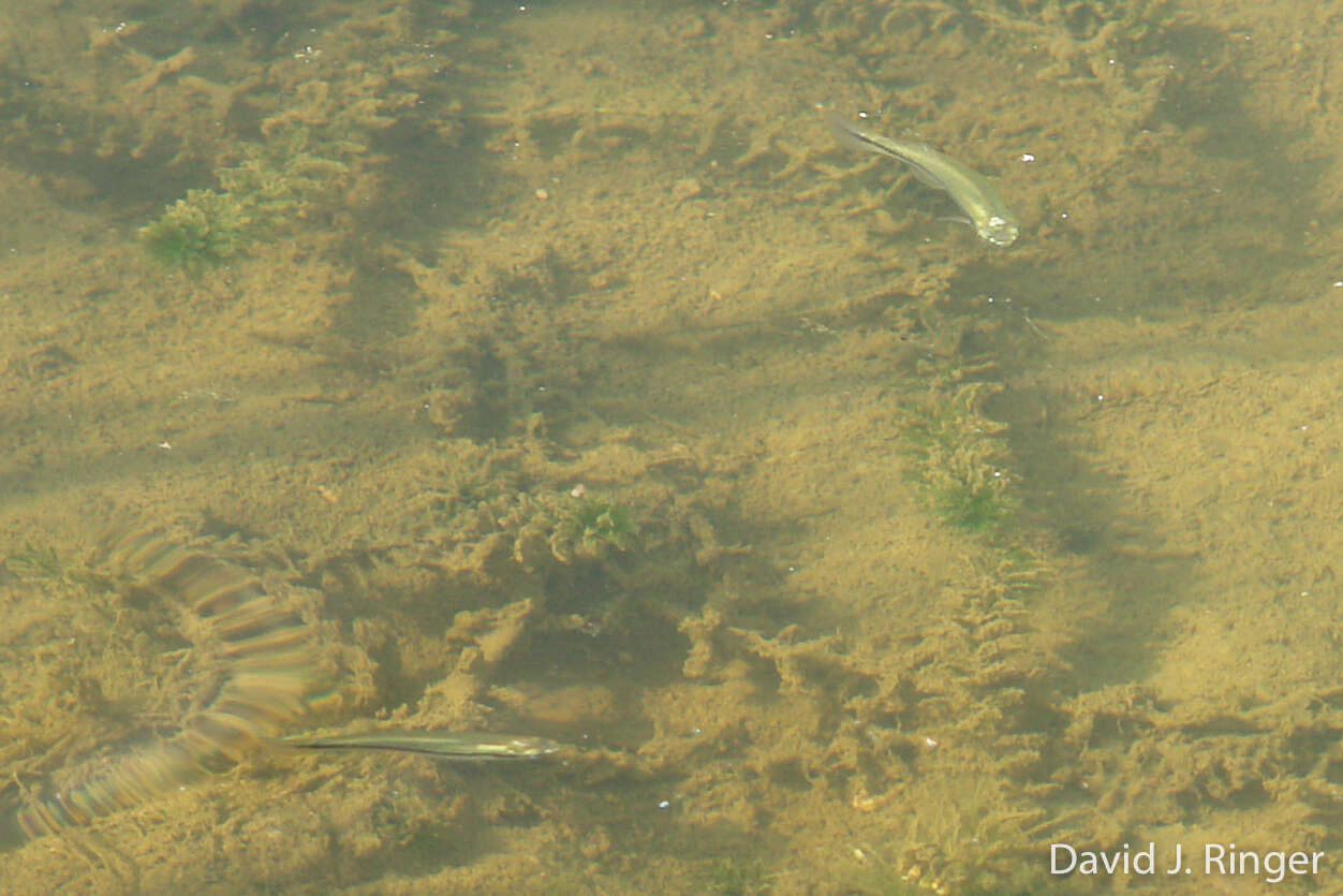 Image of Blackstripe Topminnow