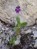 Primula latifolia subsp. graveolens (Hegetschw.) Rouy resmi