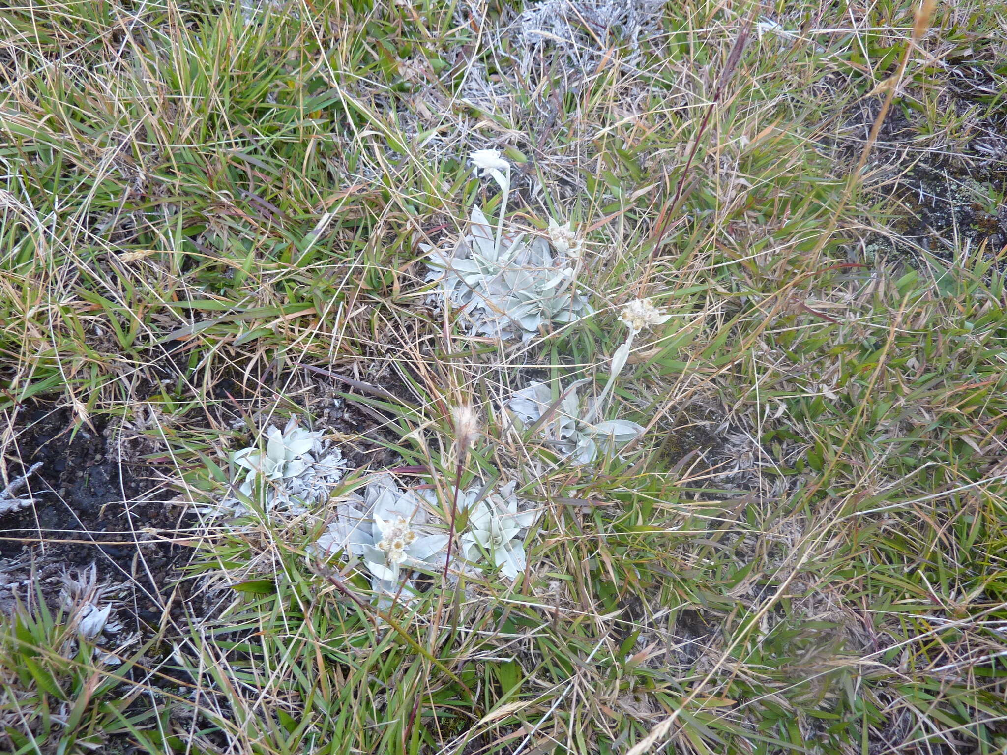 Слика од Helichrysum arnicoides (Lam.) Cordem.