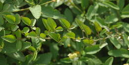 Image of Solanum flaccidum Vell.