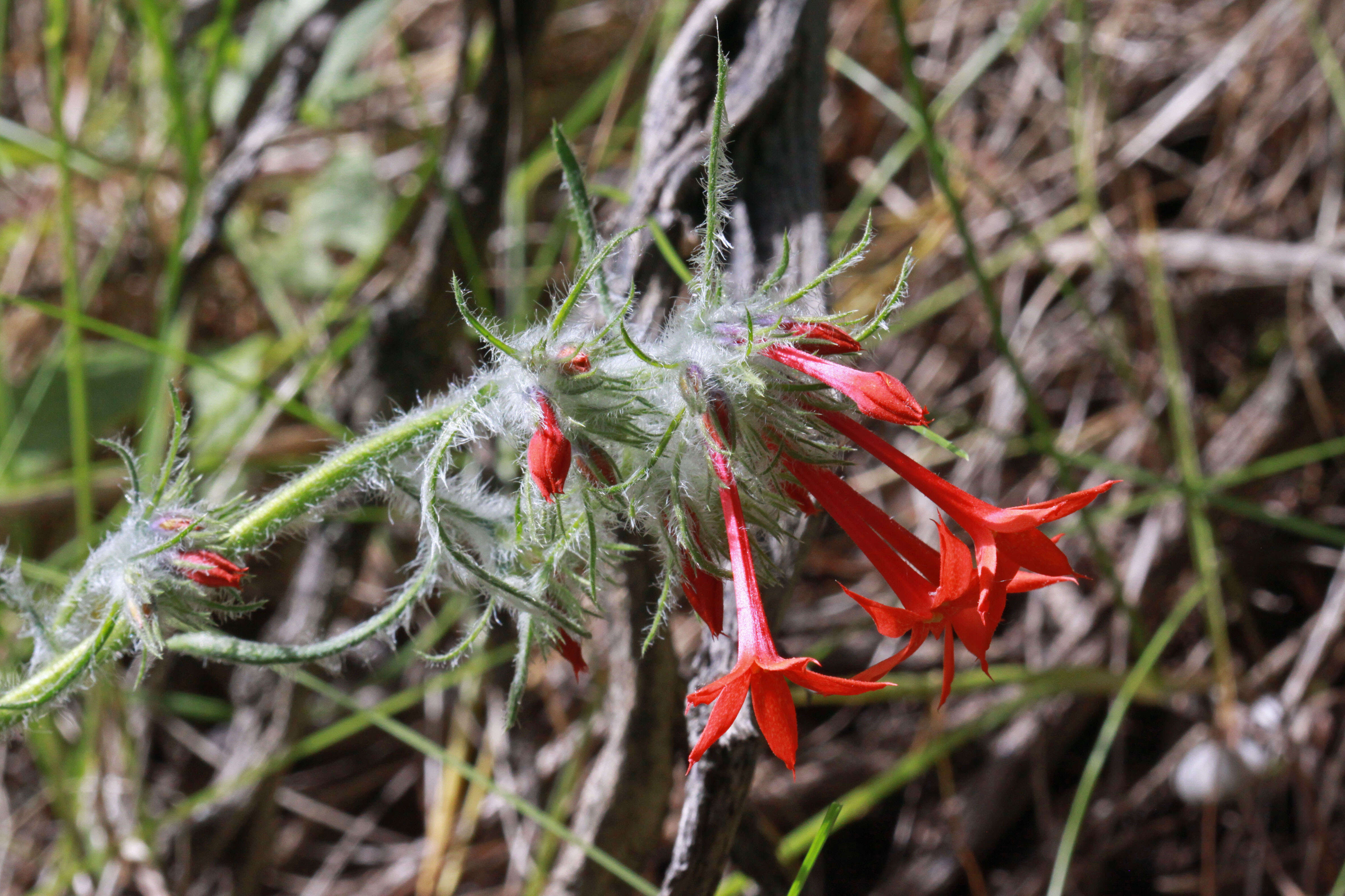 Image of Scarlet Gilia