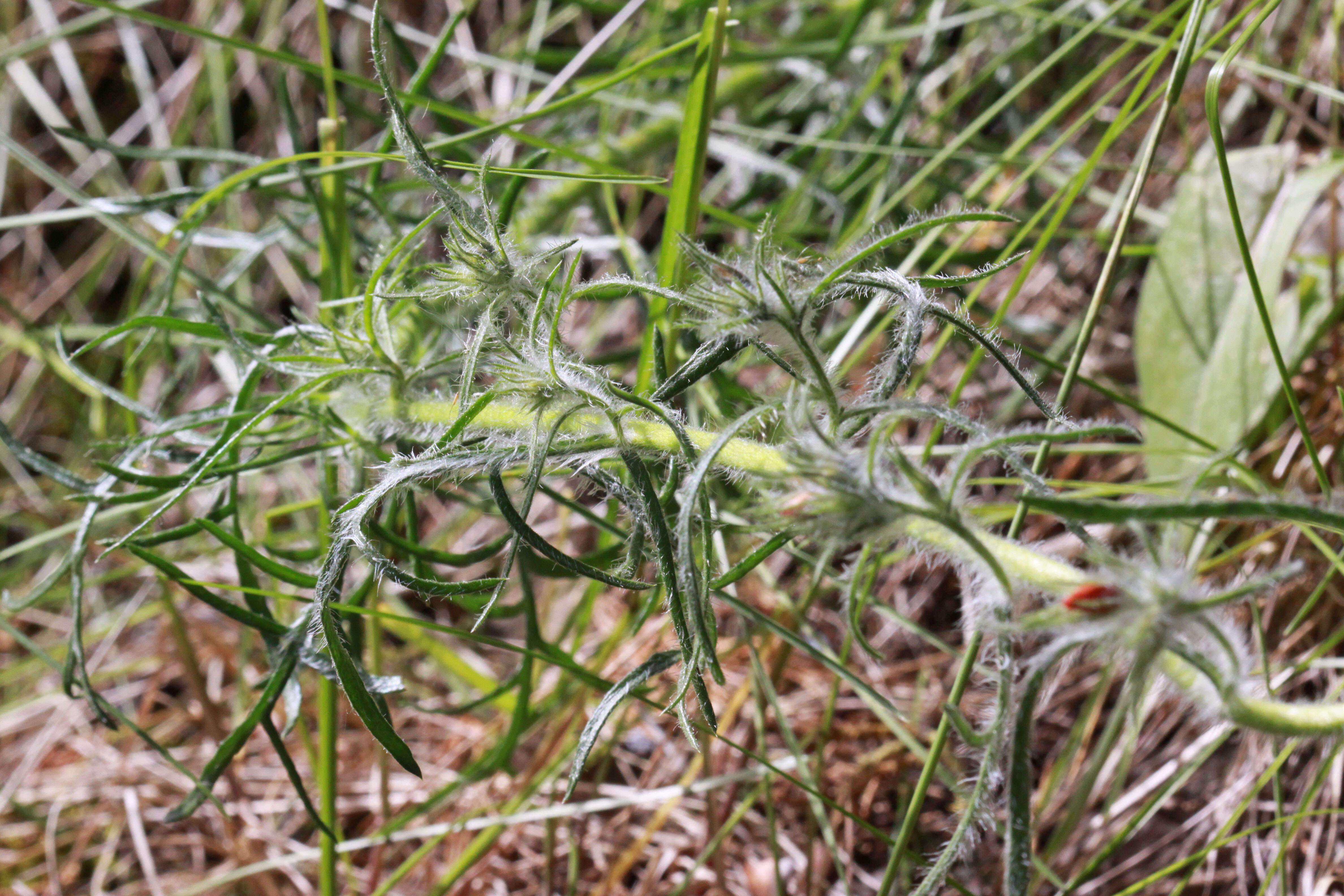 Image of Scarlet Gilia