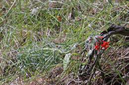 Image of Scarlet Gilia