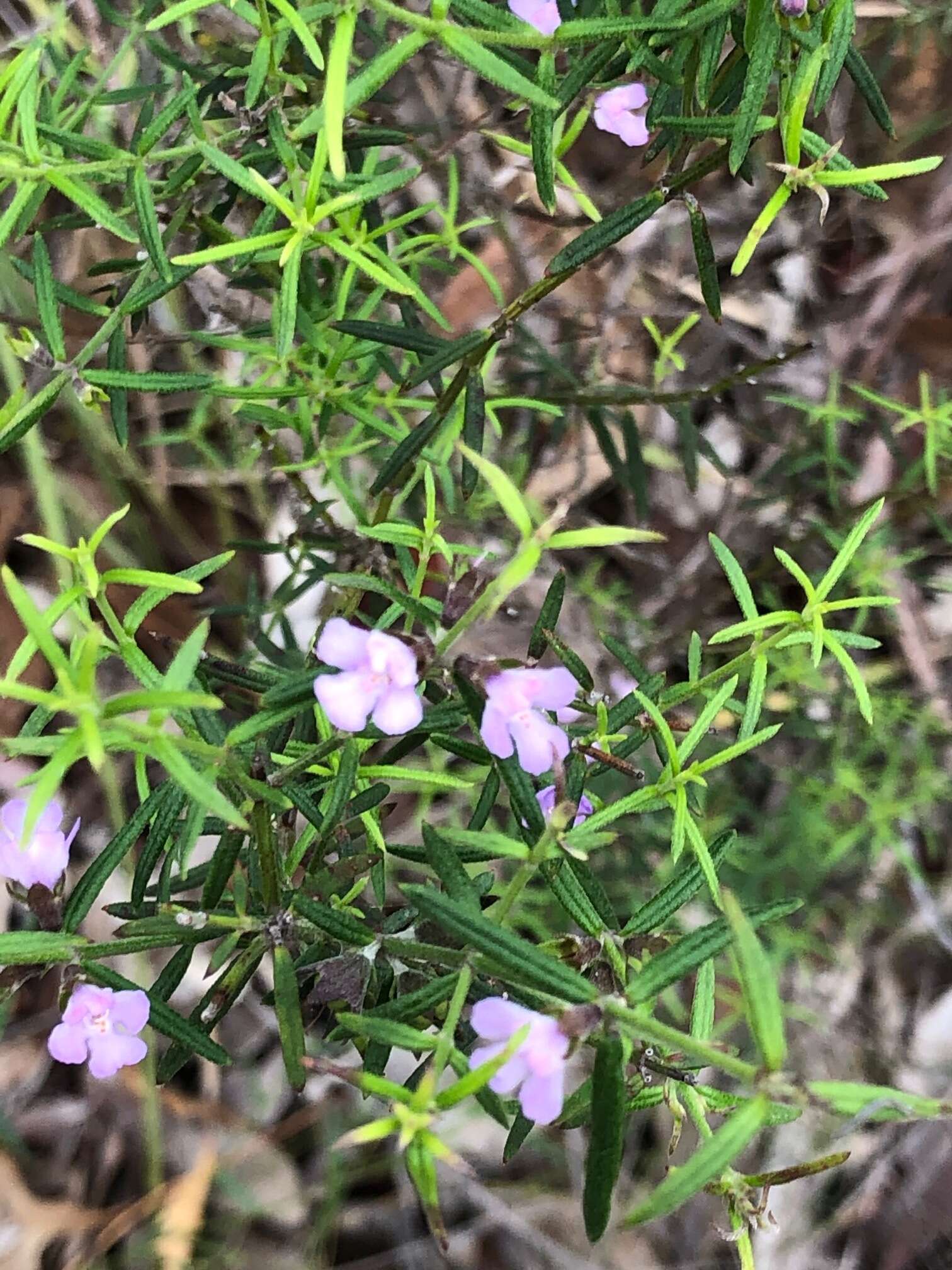 Image of Westringia eremicola A. Cunn. ex Benth.