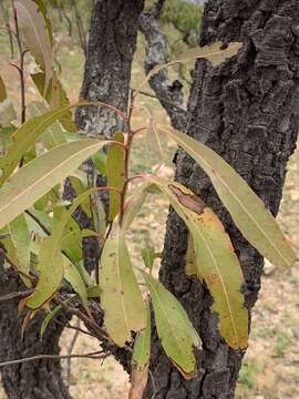 Image of Transvaal beech