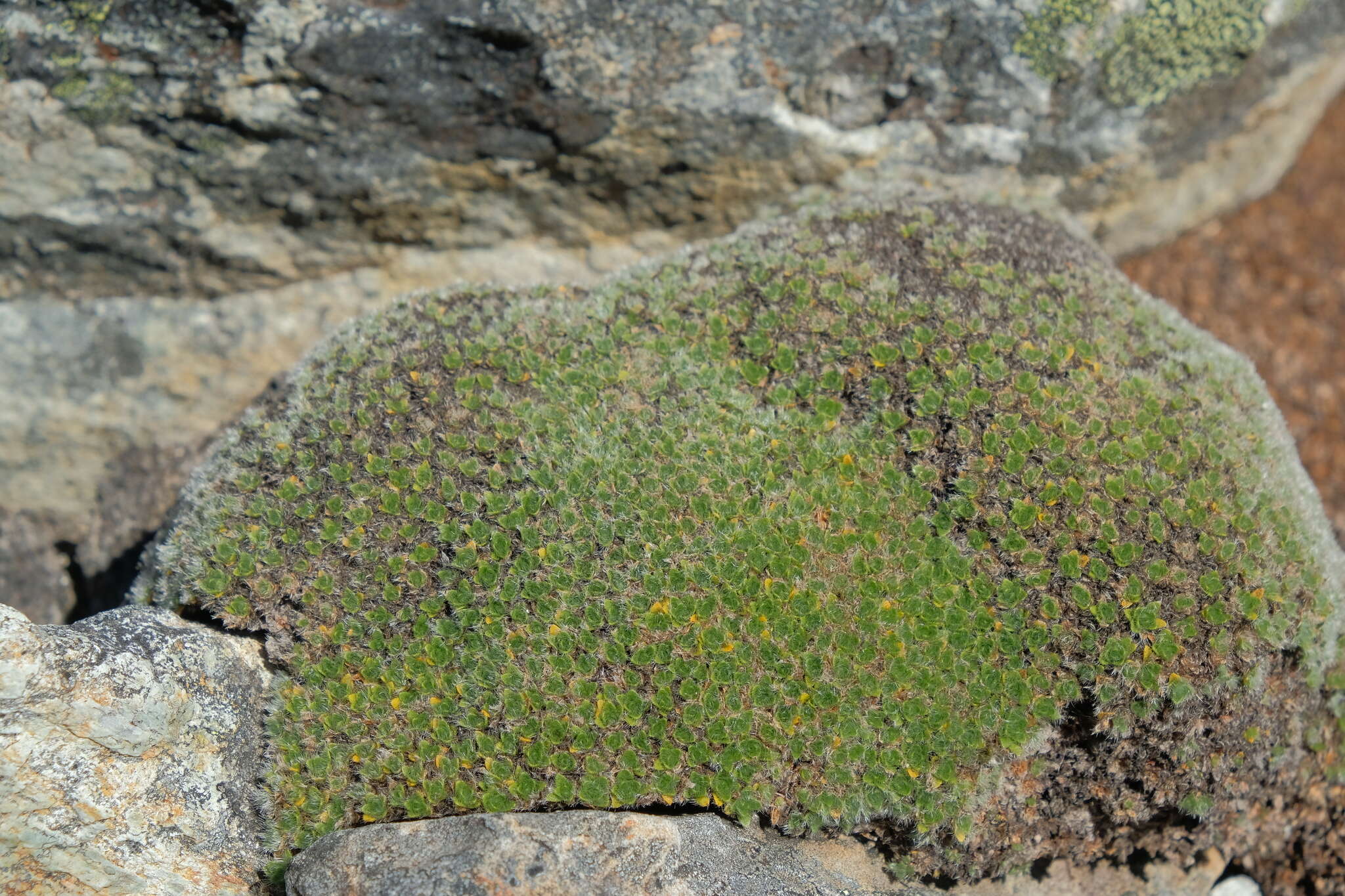 Image of Veronica pulvinaris (Hook. fil.) Cheesem.