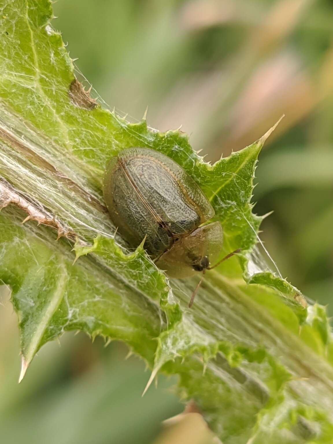 Image of Cassida (Cassida) deflorata Suffrian 1844