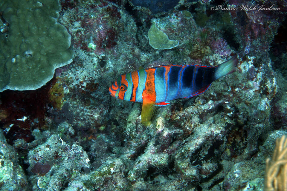 Image of Harlequin Tuskfish