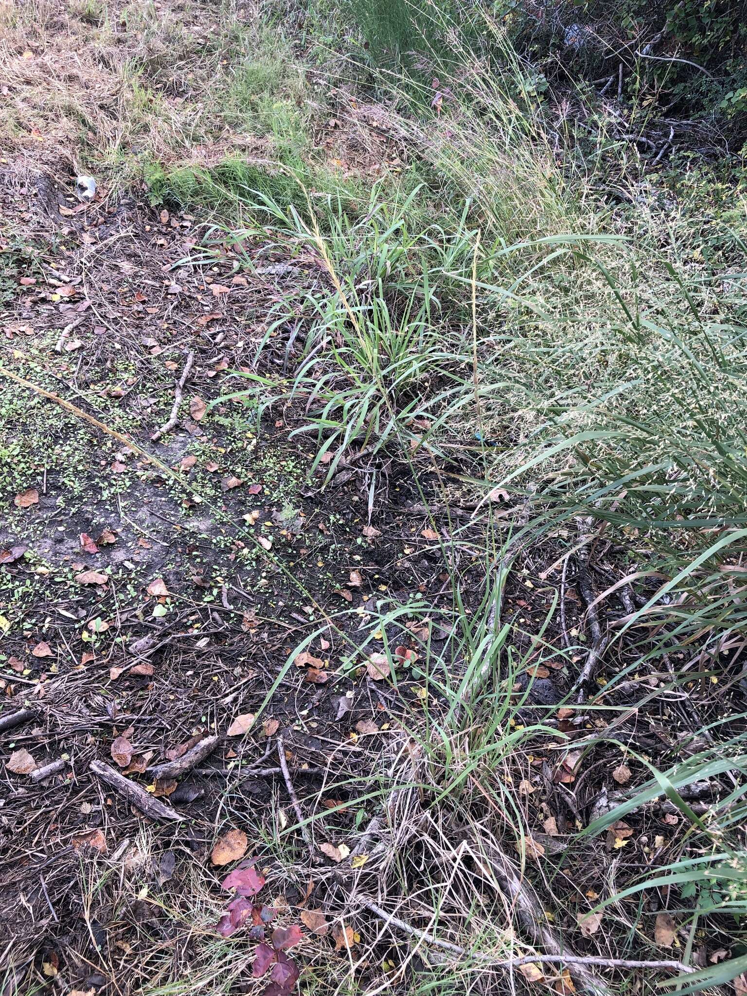 Image of Nealley's Viper Grass