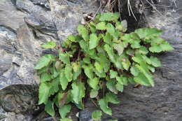 Image de Campanula kolenatiana C. A. Mey. ex Rupr.