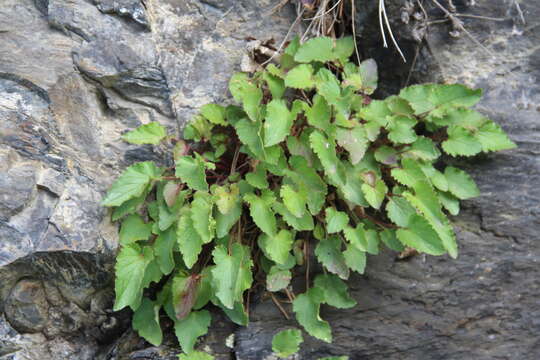 Imagem de Campanula kolenatiana C. A. Mey. ex Rupr.