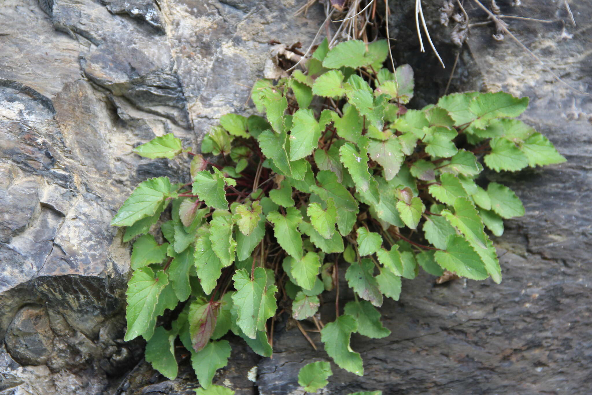 Image of Campanula kolenatiana C. A. Mey. ex Rupr.