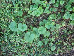 Image of Ligularia kojimae Kitam.