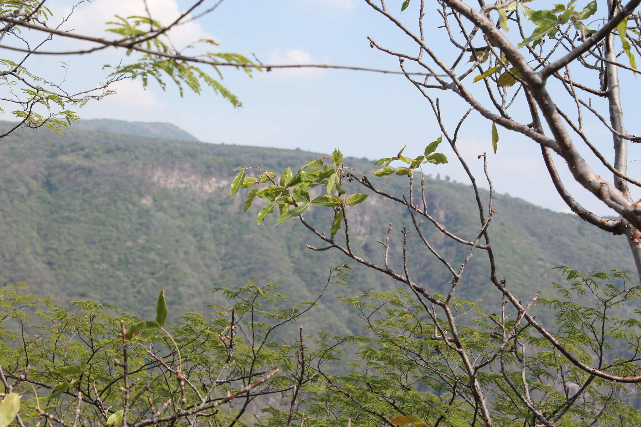 Image of Bursera kerberi Engl.