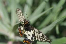 Слика од Papilio anactus Macleay 1826