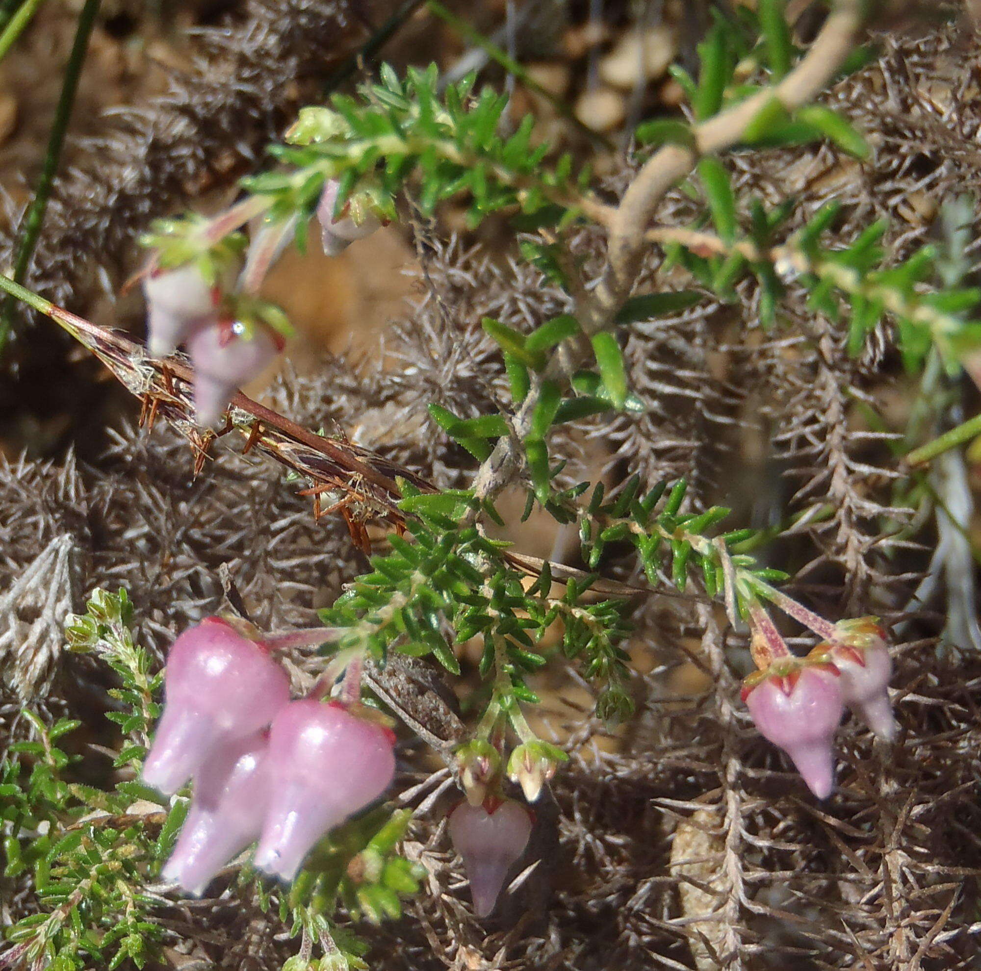 Image of Erica glomiflora var. glomiflora