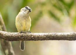 Слика од Pachycephala simplex Gould 1843