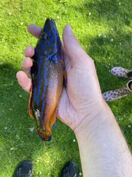 Image of Cuckoo Wrasse