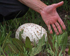 Image of Western giant puffball