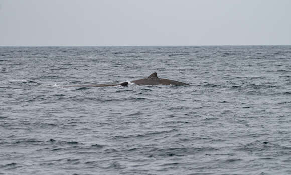 Image of giant beaked whale