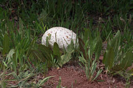 Image of Western giant puffball