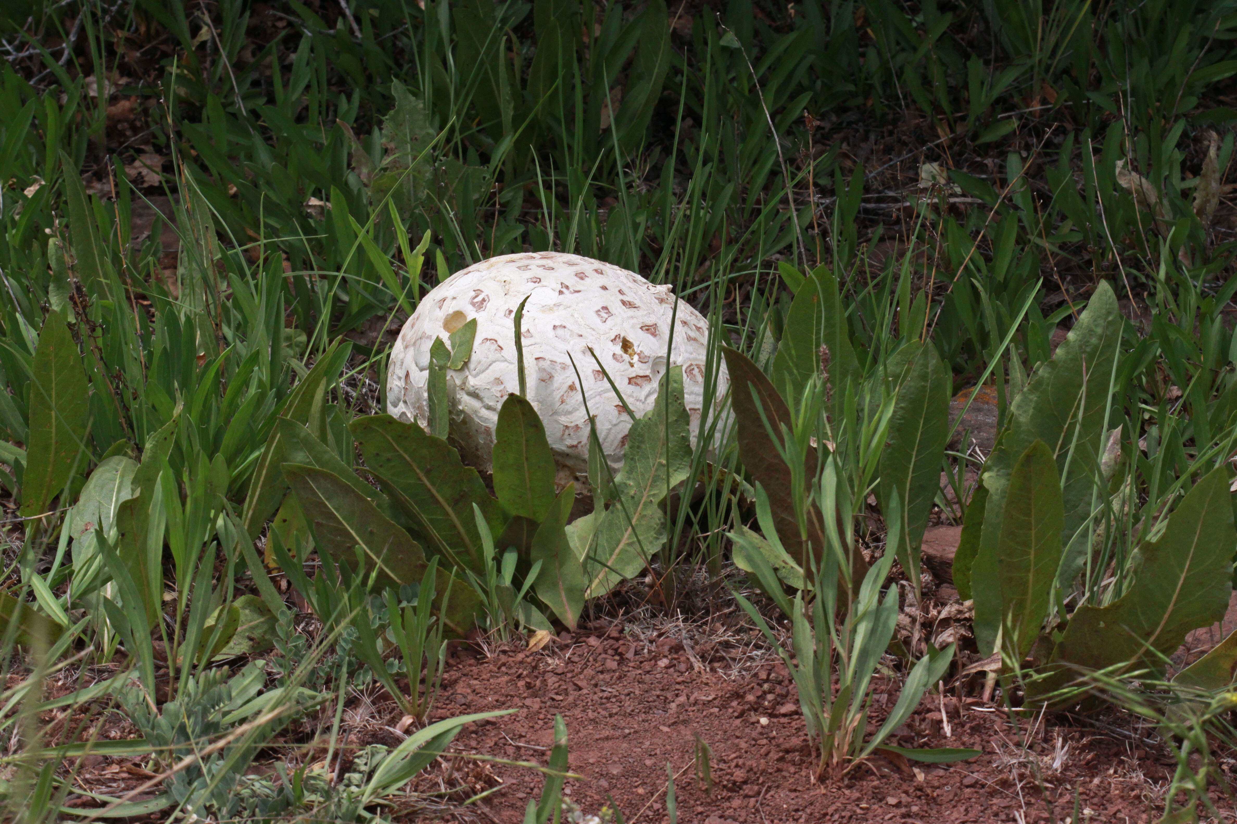 Image of Western giant puffball