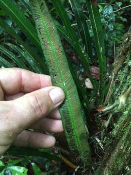 Sivun Asplenium simplicifrons F. Muell. kuva