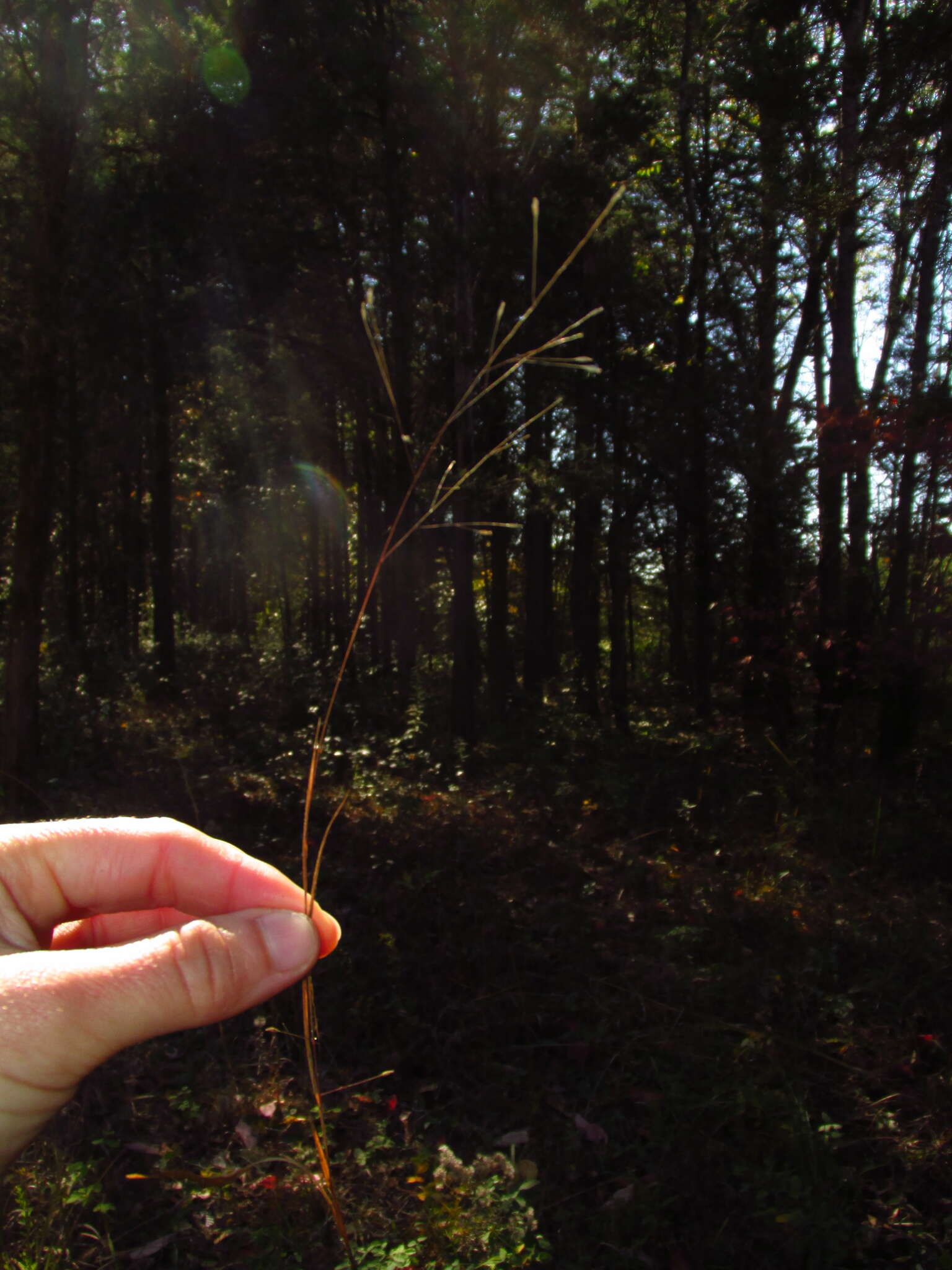 Image of wiry panicgrass