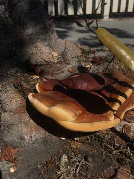 Ganoderma polychromum (Copel.) Murrill 1908的圖片