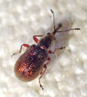 صورة Temnocerus aureus Legalov 2007