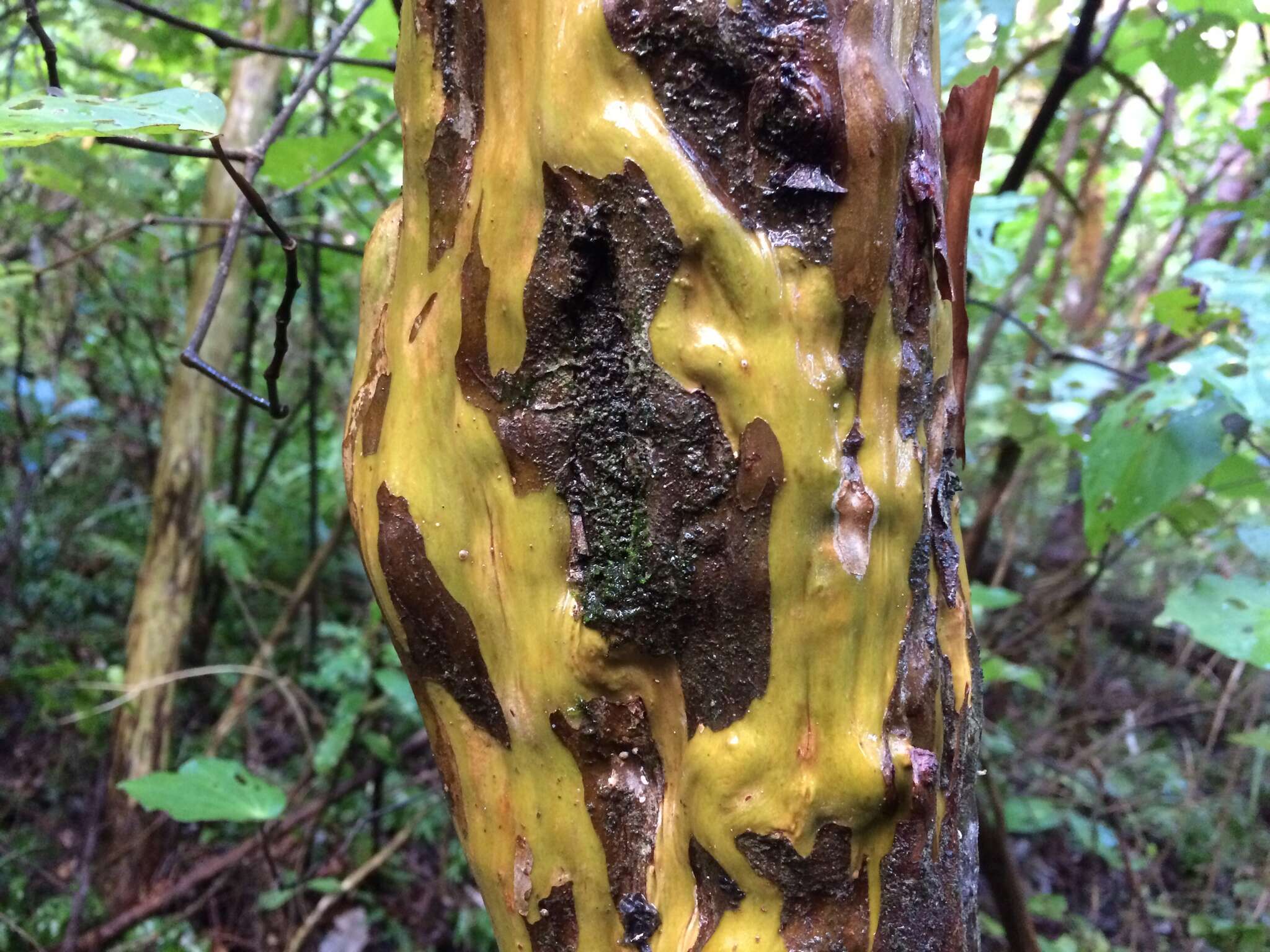 Imagem de Lophomyrtus obcordata (Raoul) Burret