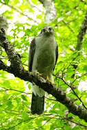 Imagem de Accipiter gentilis atricapillus (Wilson & A 1812)