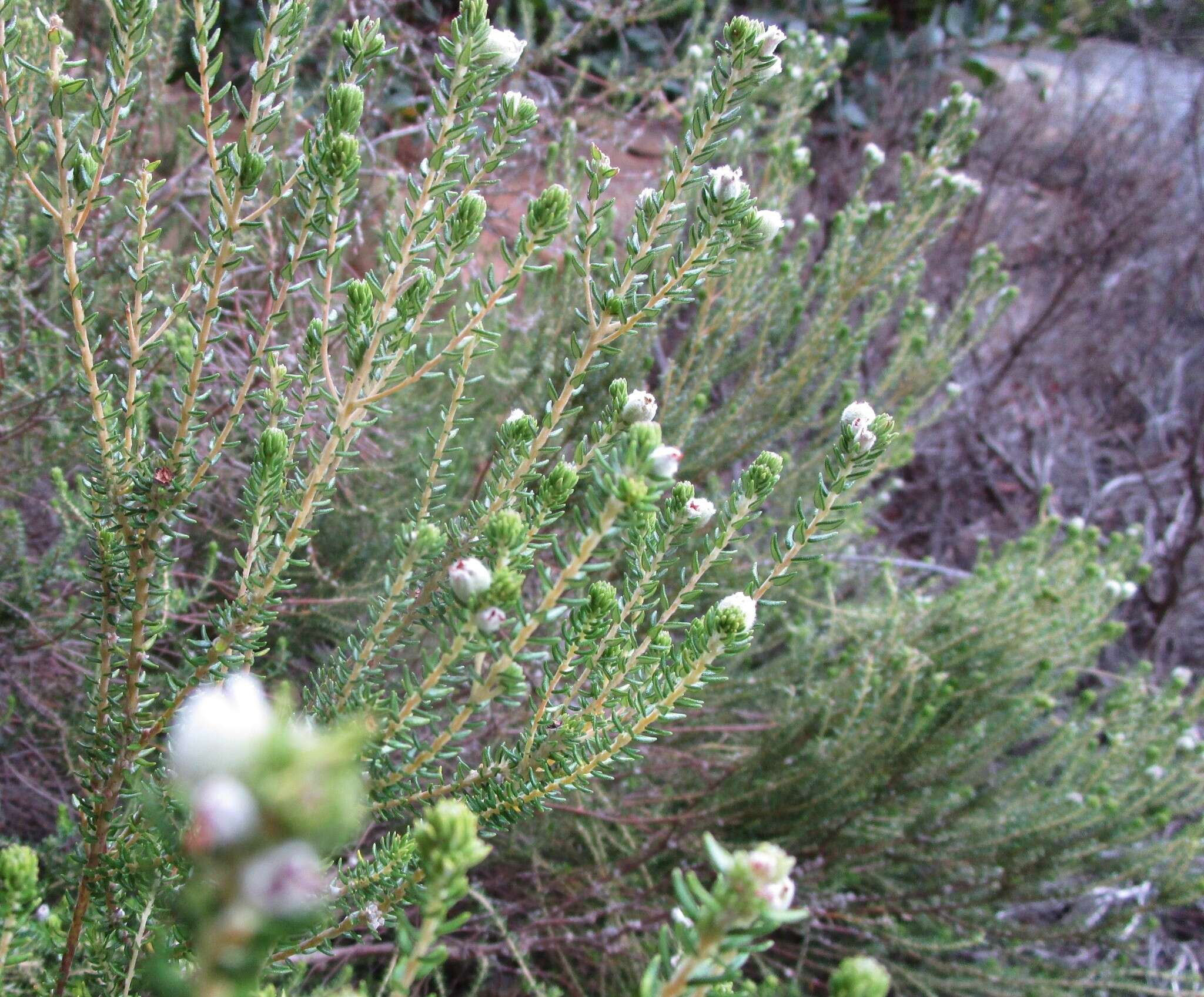 Image of Phylica purpurea var. floccosa Pillans