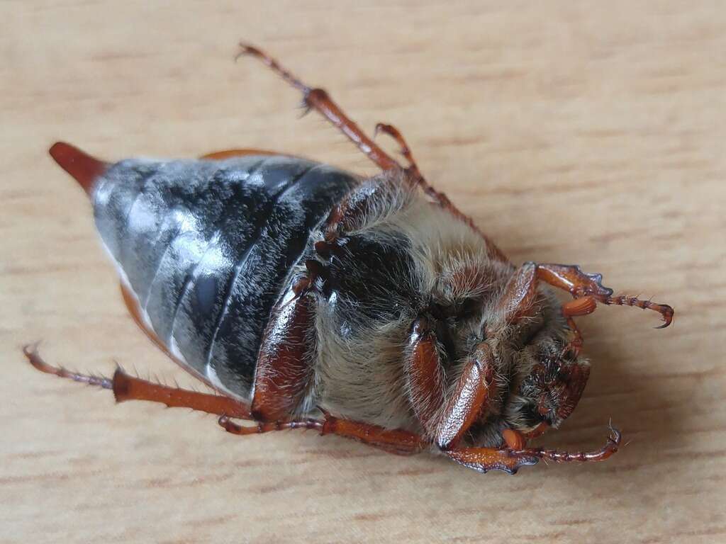 Image of Common cockchafer