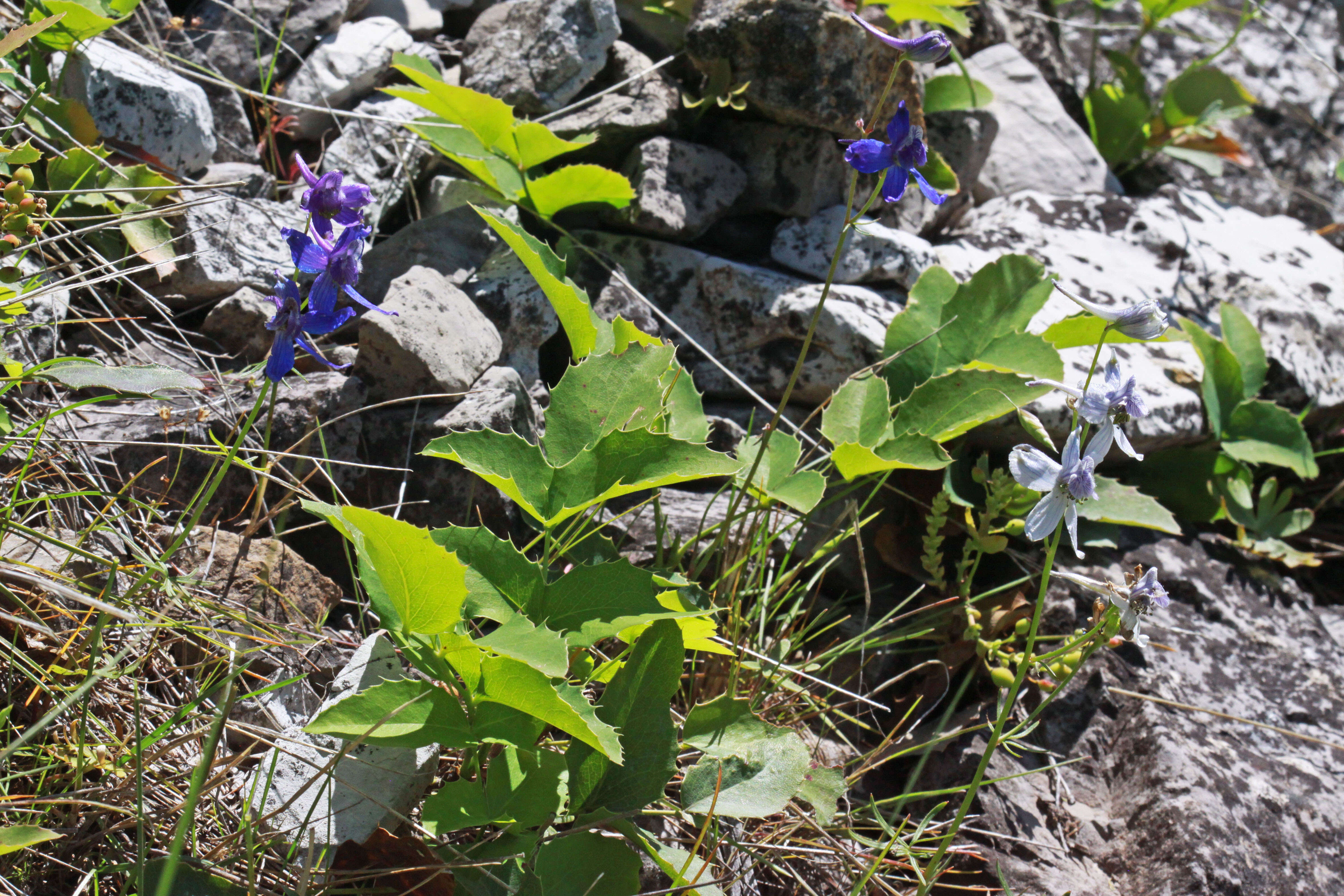 Image of twolobe larkspur