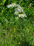 Image of Tanacetum corymbosum subsp. subcorymbosum (Schur) Pawl.