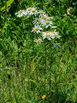 Image of Tanacetum corymbosum subsp. subcorymbosum (Schur) Pawl.